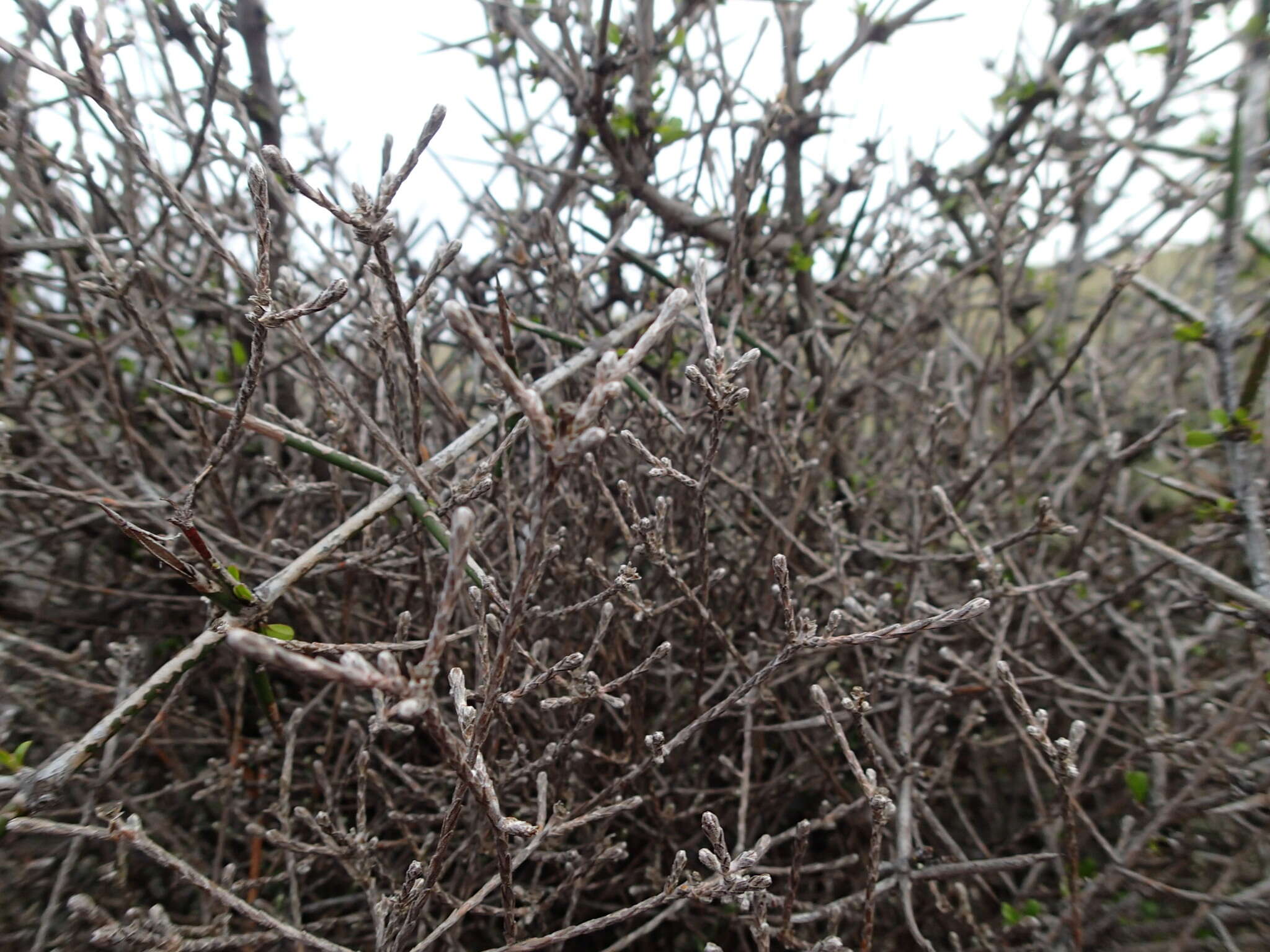 Image de Ozothamnus dimorphus (Cockayne) A. A. Anderberg