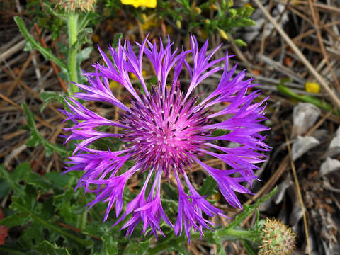 Plancia ëd Centaurea polyacantha Willd.