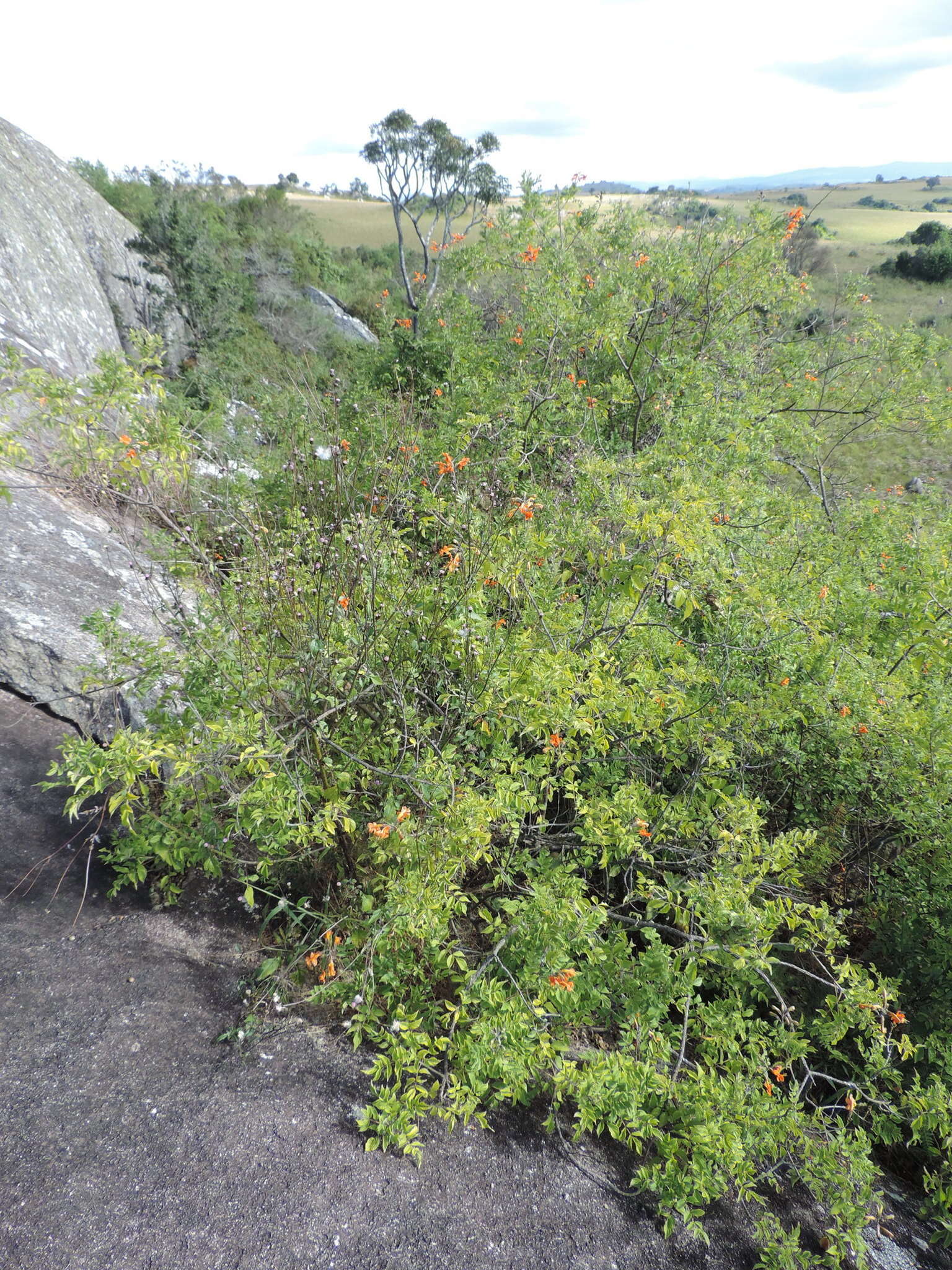 Image of Cape honeysuckle