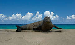 Image of Hawaiian Monk Seal