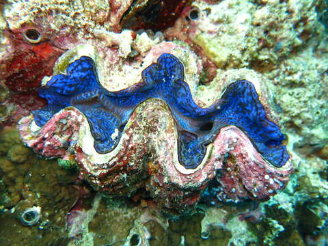 Image of Small giant clam