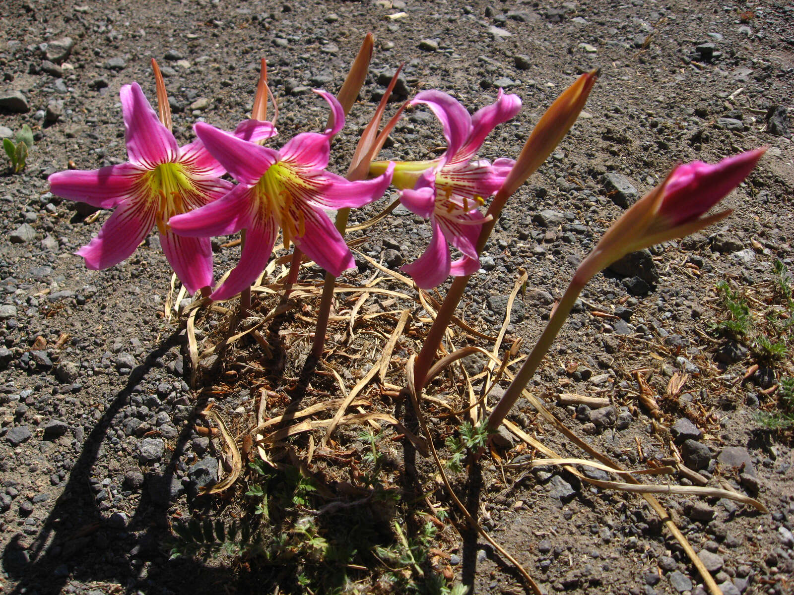 Image of Rhodophiala rhodolirion (Baker) Traub