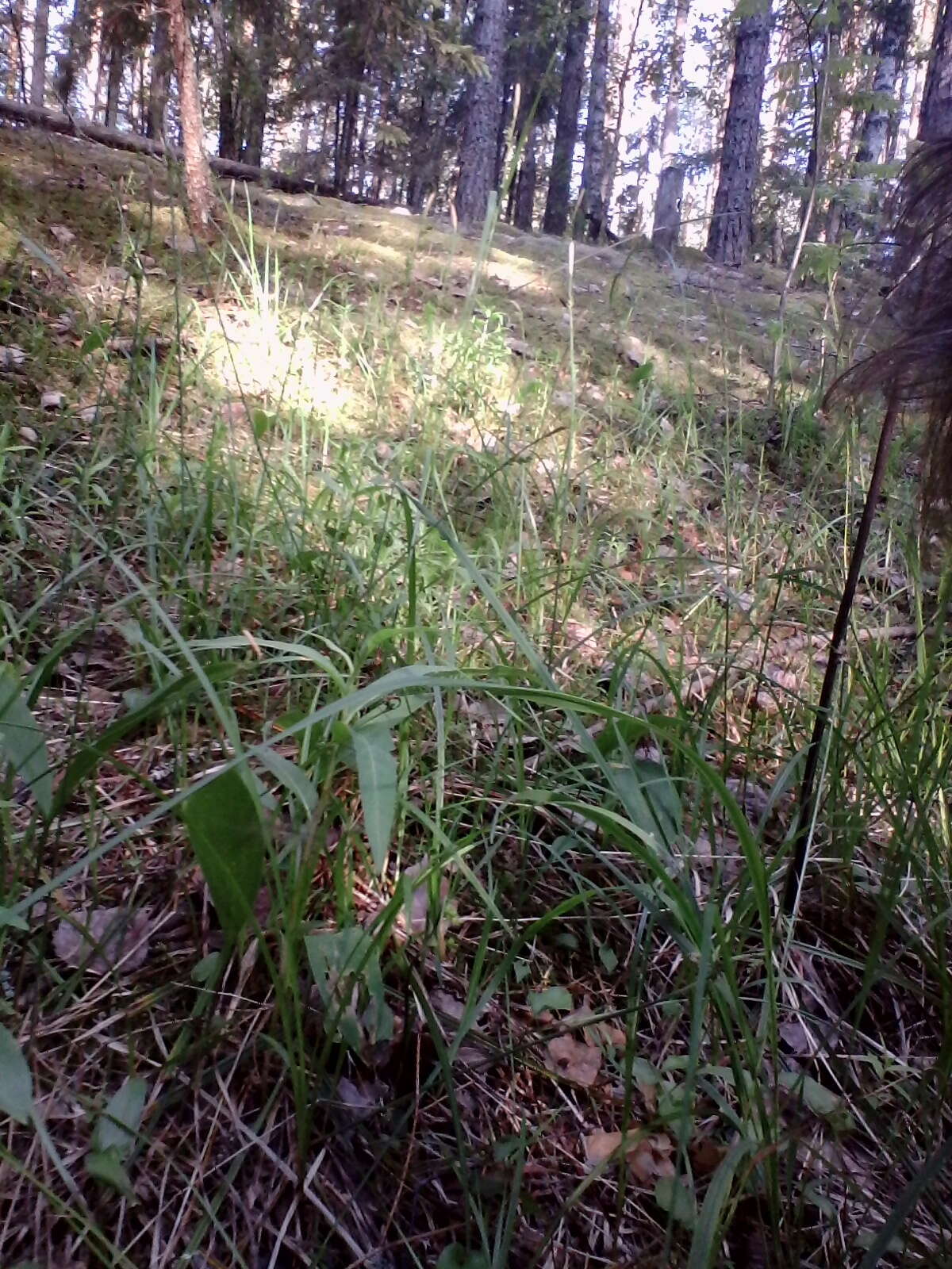 Image of Sheathed sedge