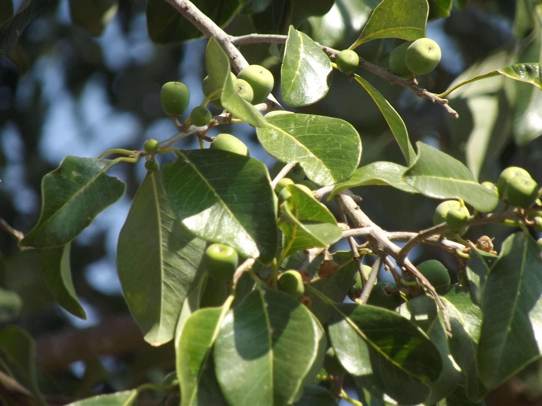 Image of Sideroxylon palmeri (Rose) T. D. Penn.