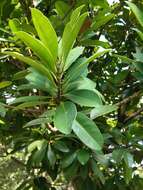 Image of Calophyllum blancoi Planch. & Triana