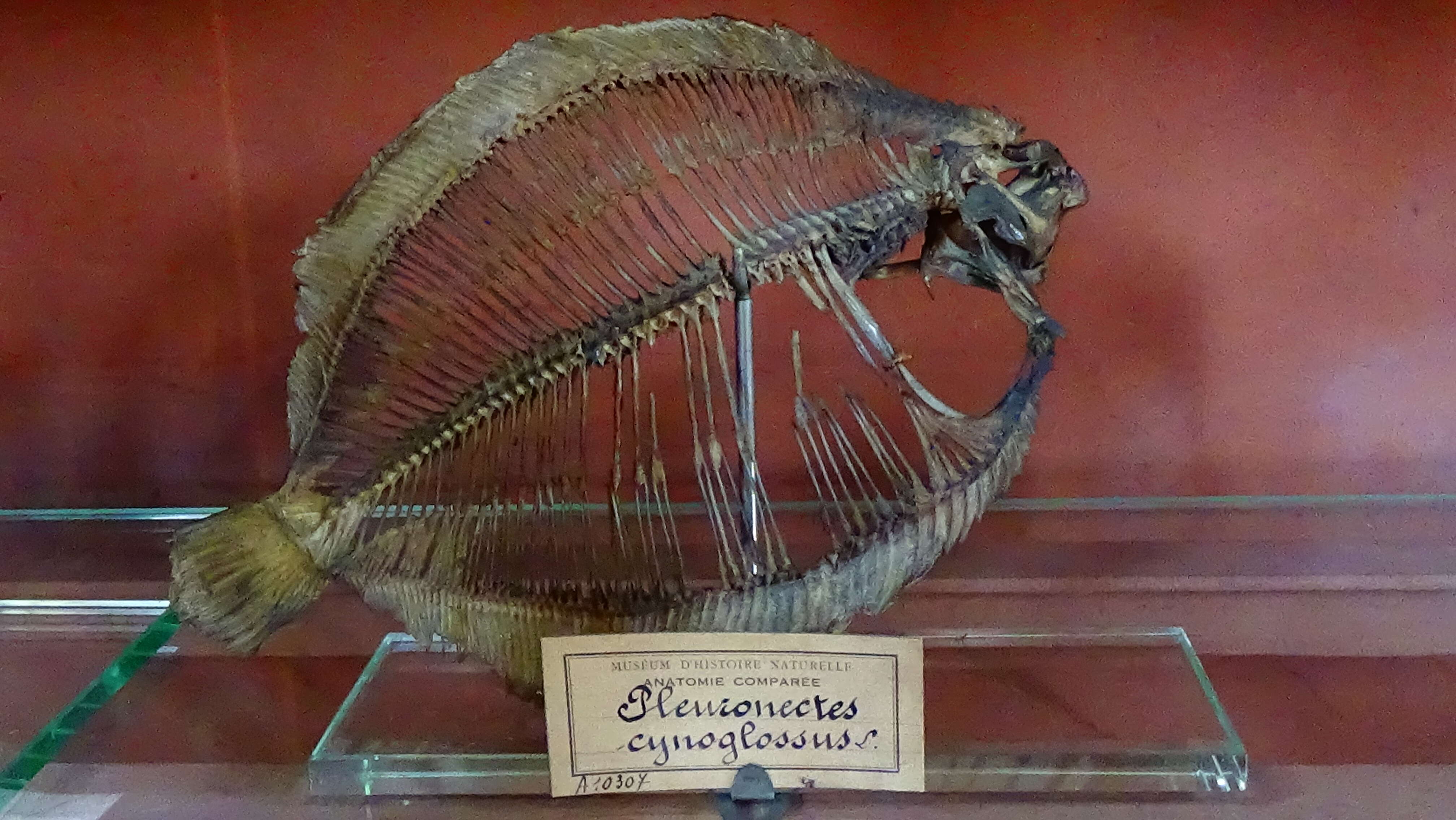 Image of Glyptocephalus