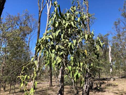 Image of Parsonsia eucalyptophylla F. Müll.