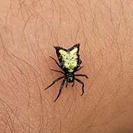 Image of Micrathena crassa (Keyserling 1864)