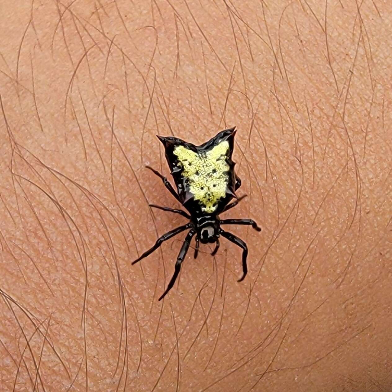 Image of Micrathena crassa (Keyserling 1864)