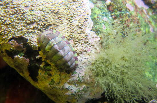 Image of lined red chiton