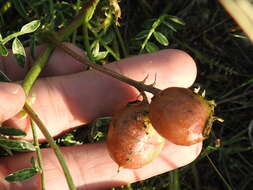 Imagem de Astragalus crassicarpus Nutt.