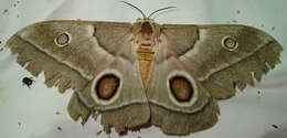 Image of Gonimbrasia belina Westwood 1849