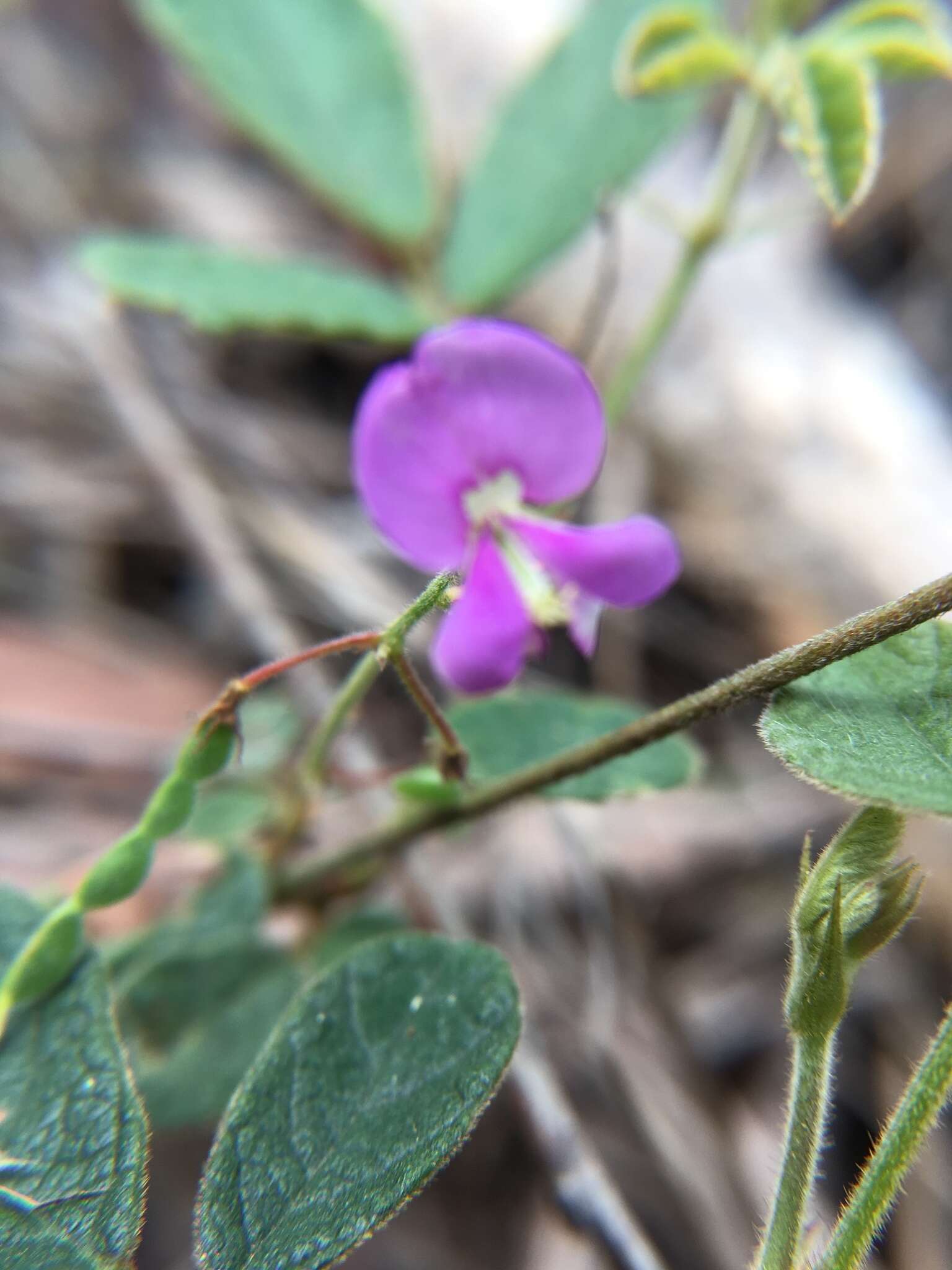 Image of Desmodium rhytidophyllum Benth.