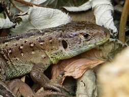 Image of Sand Lizard