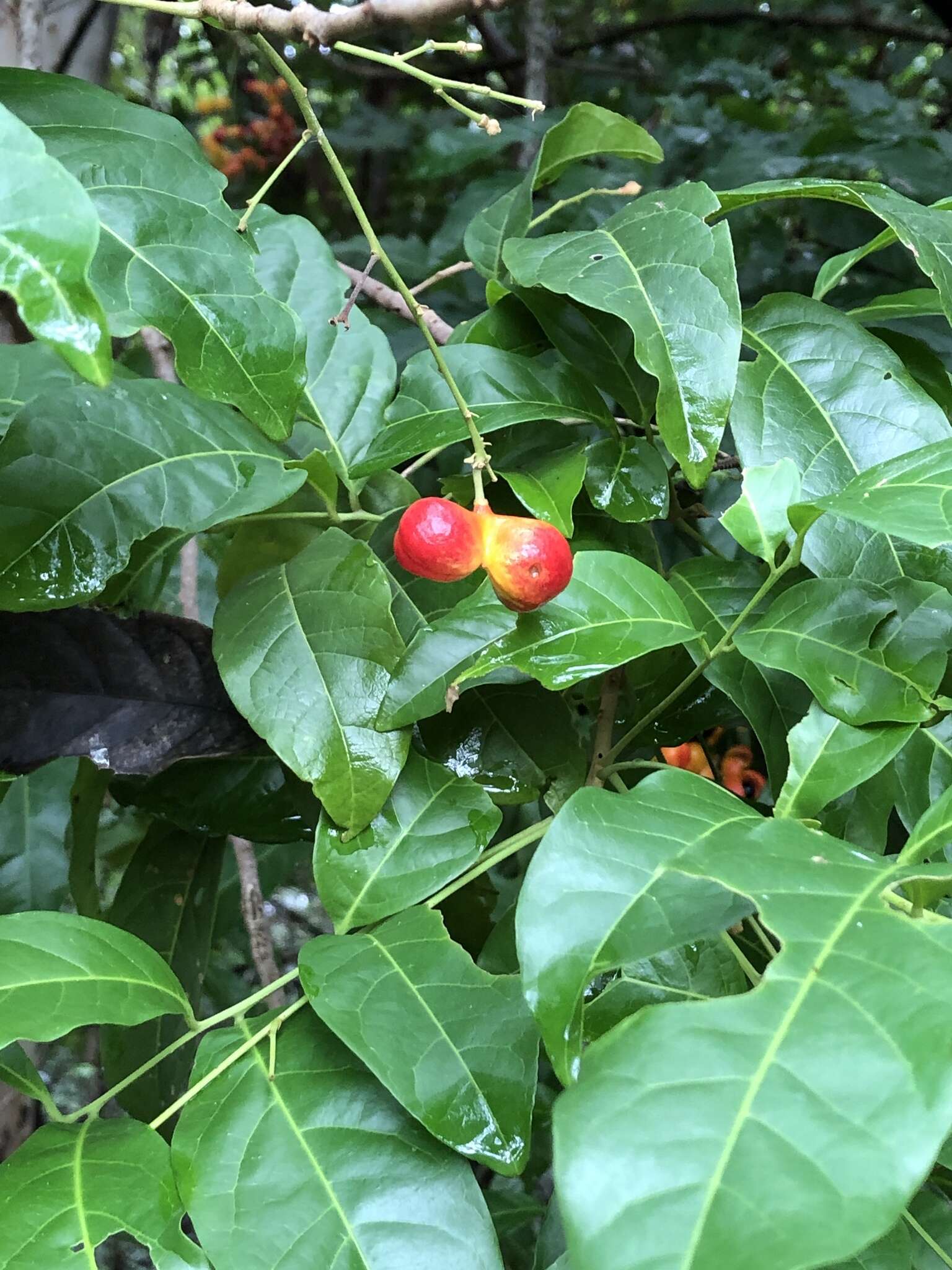 Imagem de Harpullia pendula Planch. ex F. Müll.