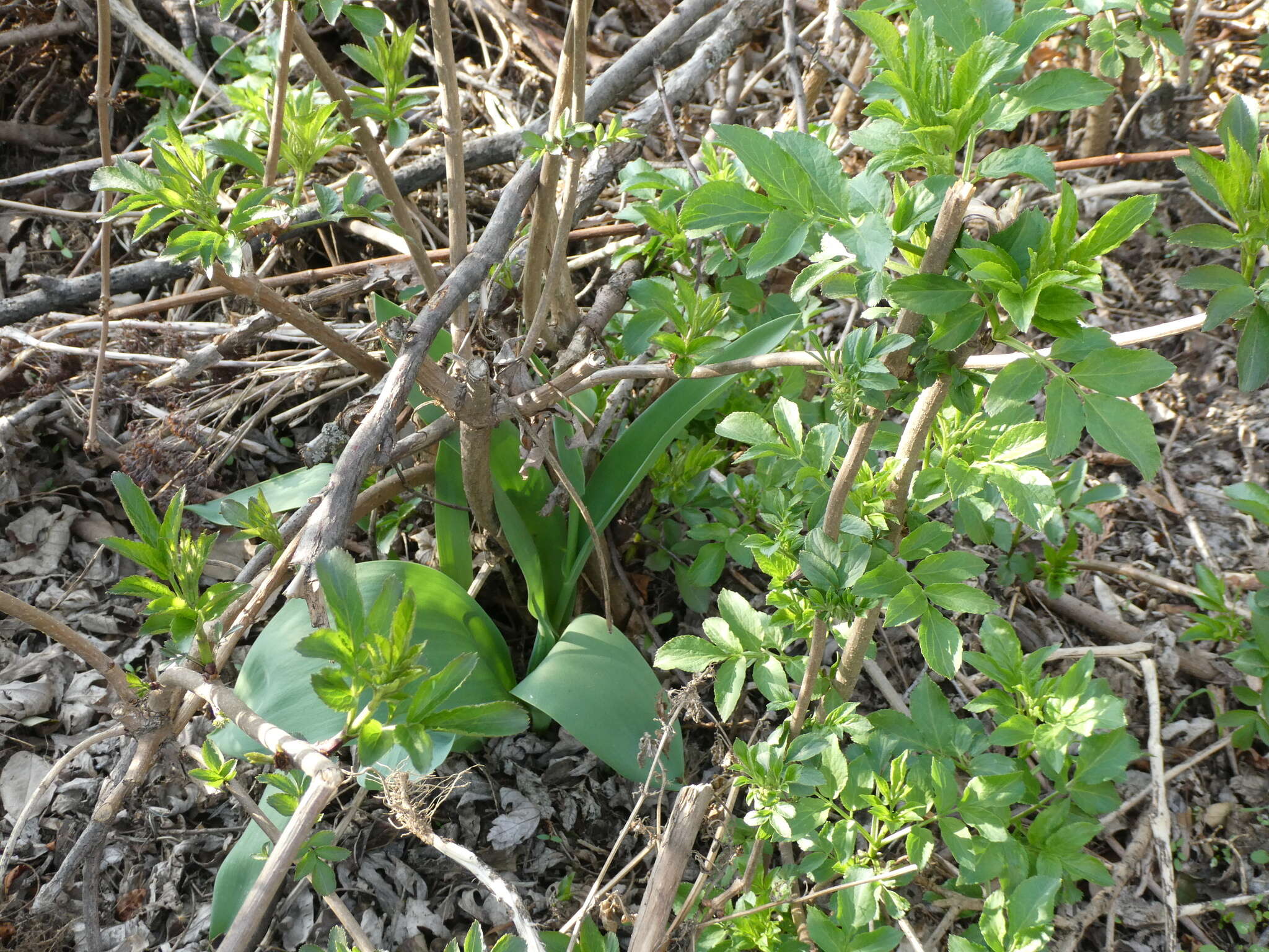 Plancia ëd Tulipa gesneriana L.