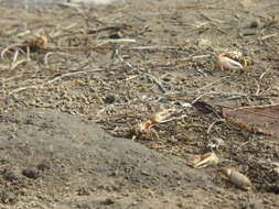 Image of Mexican Fiddler Crab