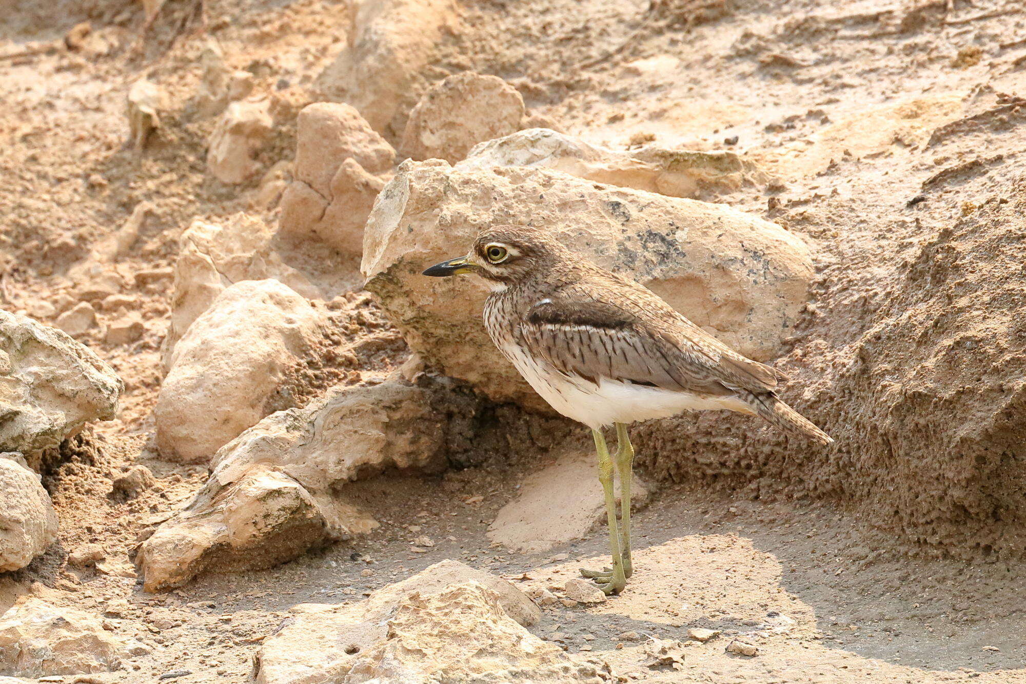 Image of Burhinus vermiculatus vermiculatus (Cabanis 1868)