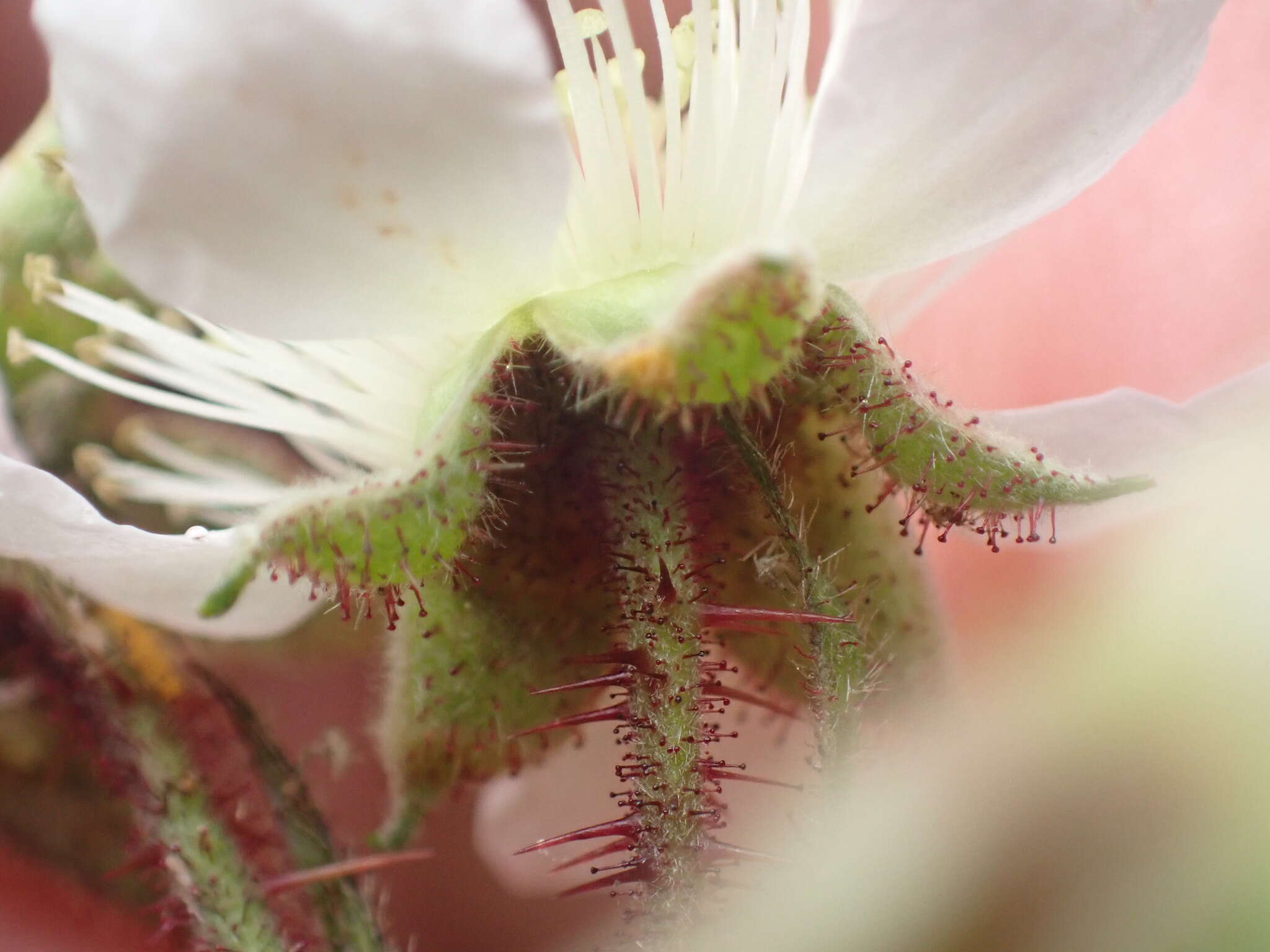 Image of Rubus erythrops E. S. Edees & A. Newton