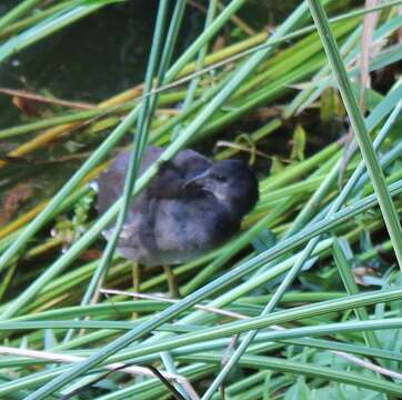 Image of Eurasian Common Moorhen