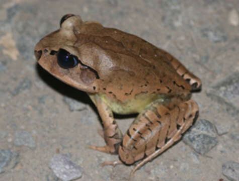 Image of Great Barred River-frog