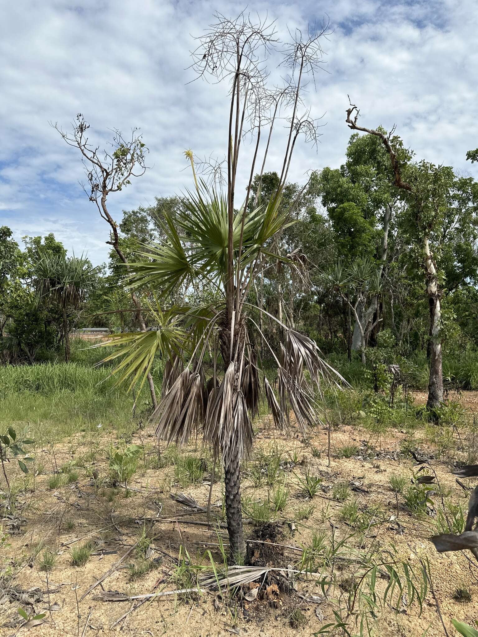 Image de Livistona humilis R. Br.