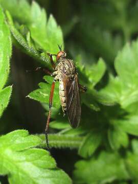 Image of Empis opaca Meigen 1804