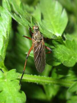 Image of Empis opaca Meigen 1804