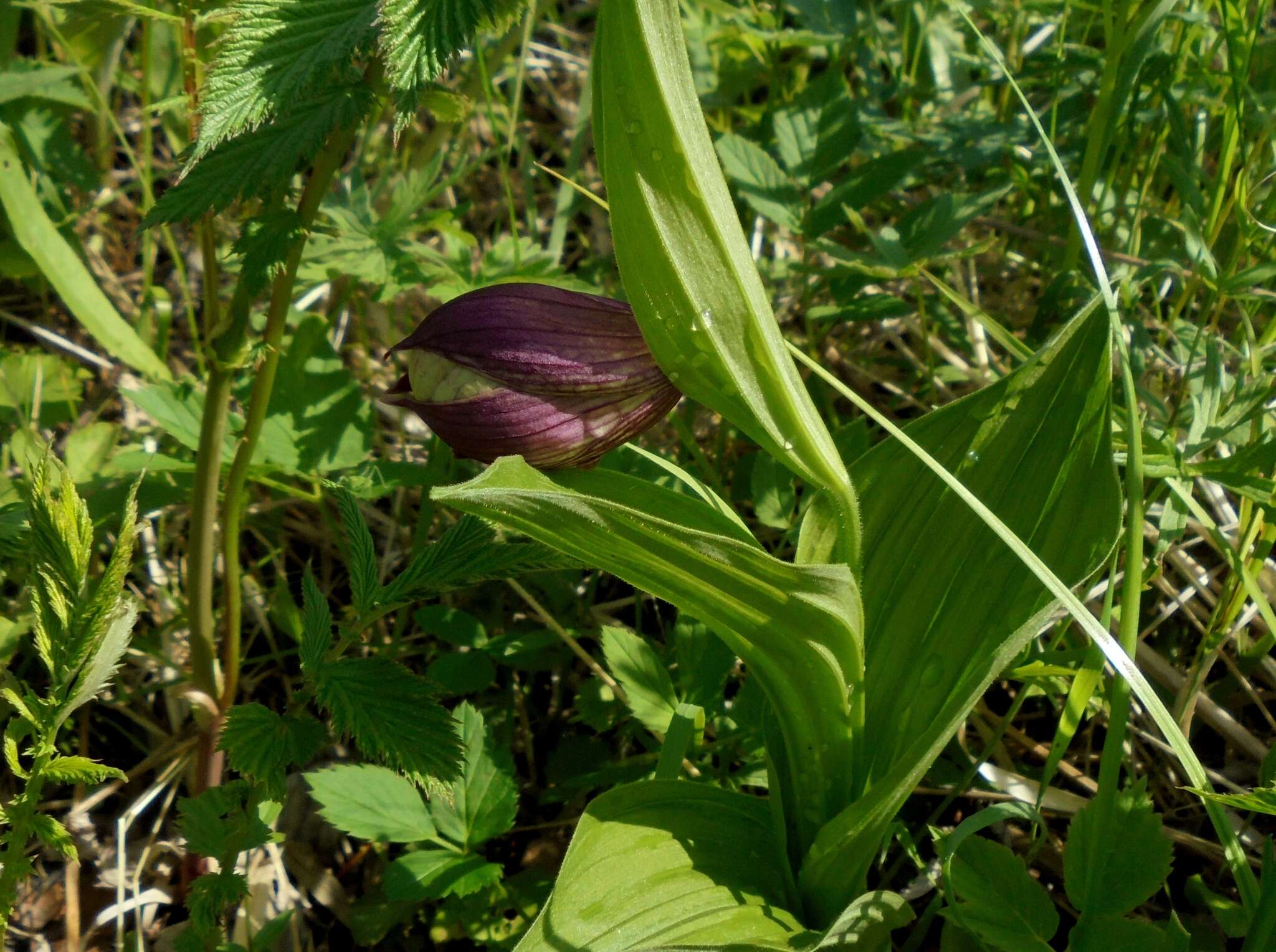 Image of Cypripedium ventricosum Sw.