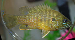 Image of Green Sunfish