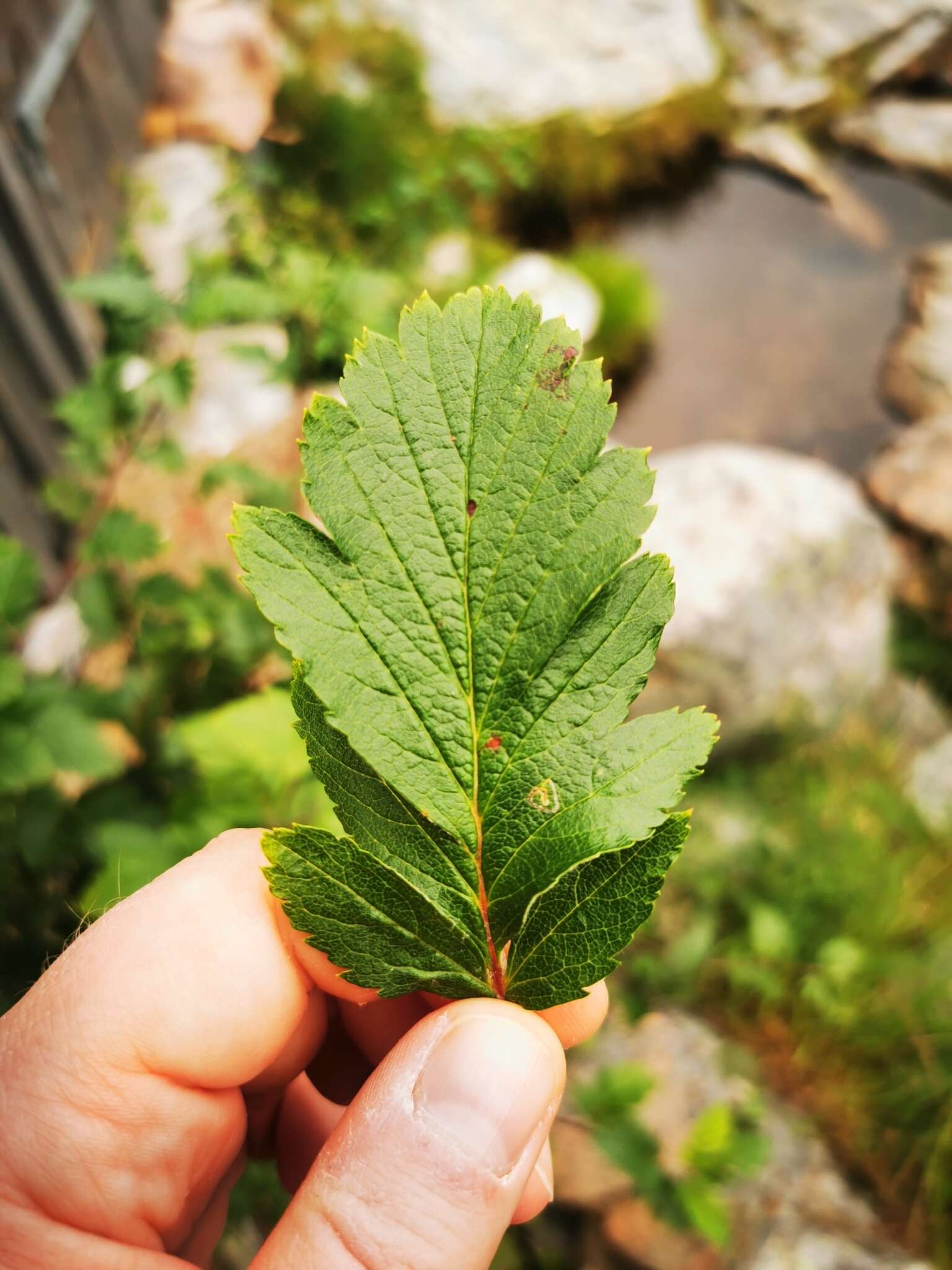 Plancia ëd Hedlundia hybrida (L.) Sennikov & Kurtto