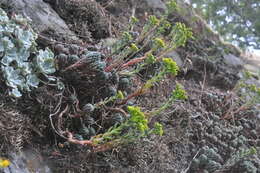 Image of spearleaf stonecrop