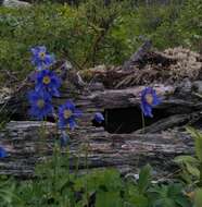 Aquilegia glandulosa Fisch.的圖片