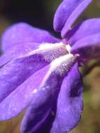 Image of Lobelia apalachicolensis D. D. Spauld., Barger & H. E. Horne