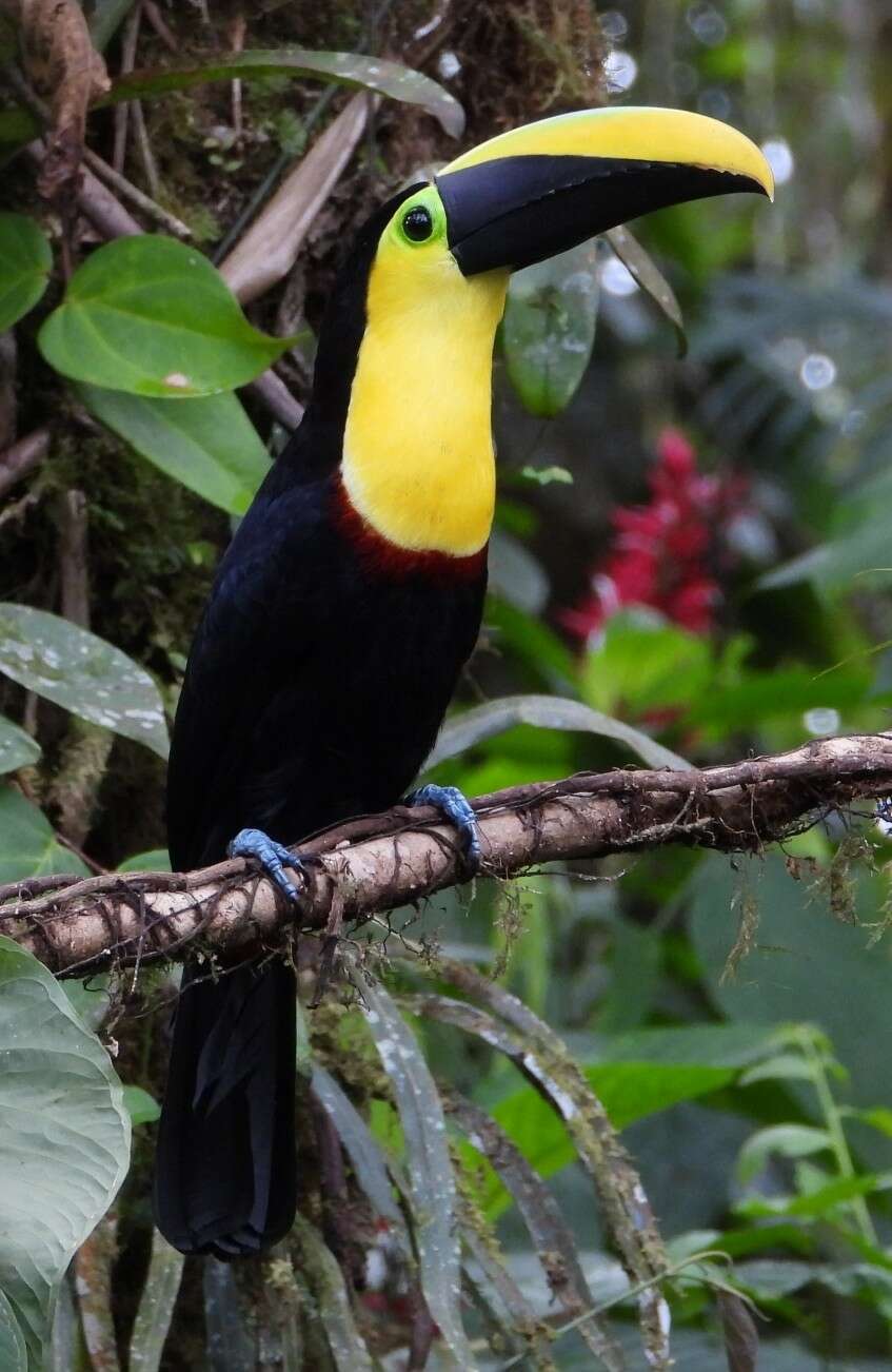 Image of Choco Toucan