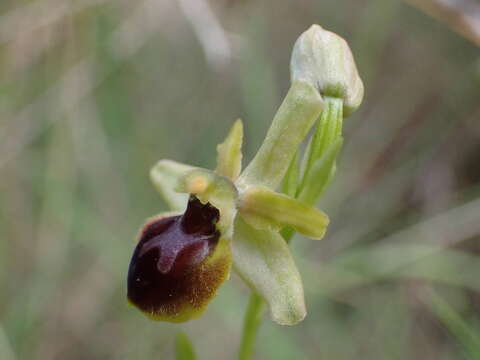 Ophrys sphegodes subsp. araneola (Rchb.) M. Laínz的圖片