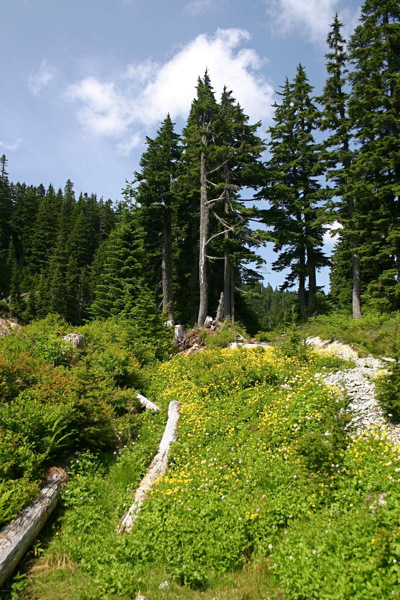 Слика од Arnica latifolia Bongard