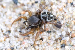 صورة Habronattus borealis (Banks 1895)