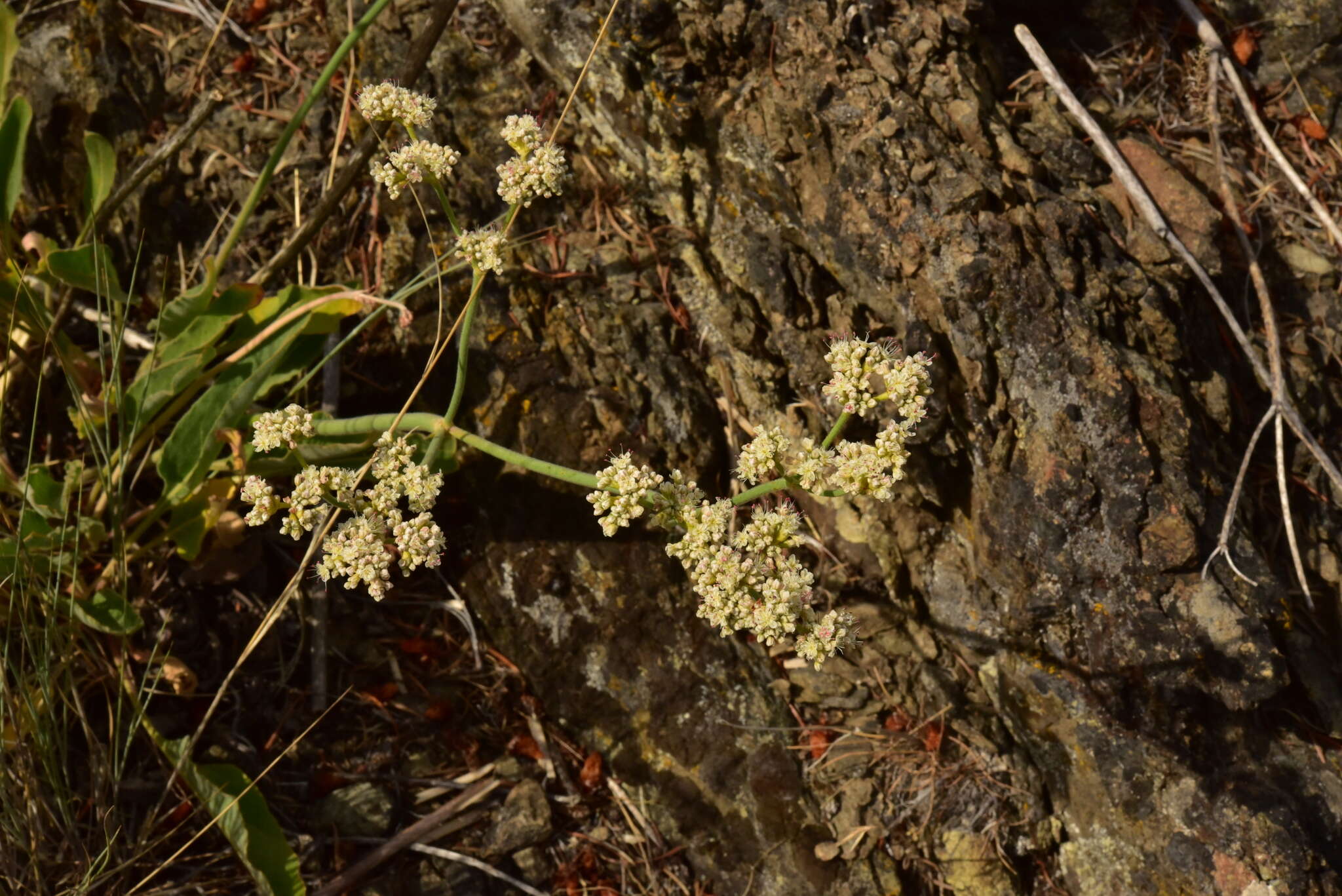 صورة Eriogonum elatum var. villosum Jeps.