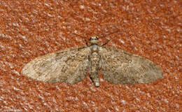 Слика од Eupithecia abbreviata Stephens 1831