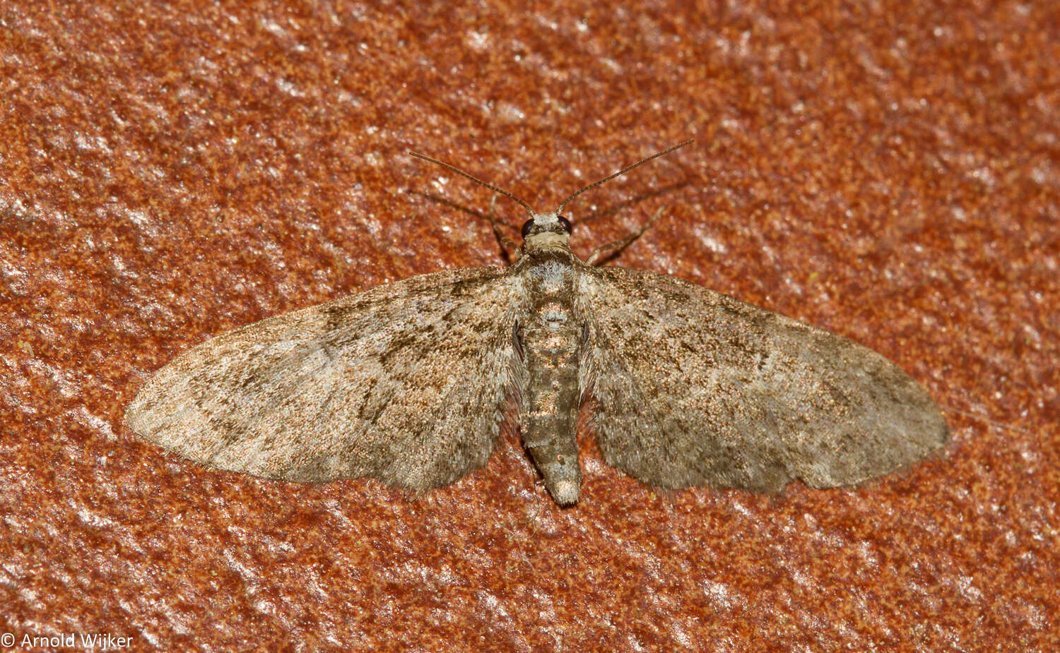 Слика од Eupithecia abbreviata Stephens 1831