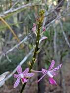 Image of Leafy hyacinth orchid