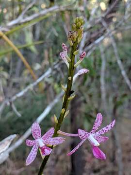 Image of Leafy hyacinth orchid