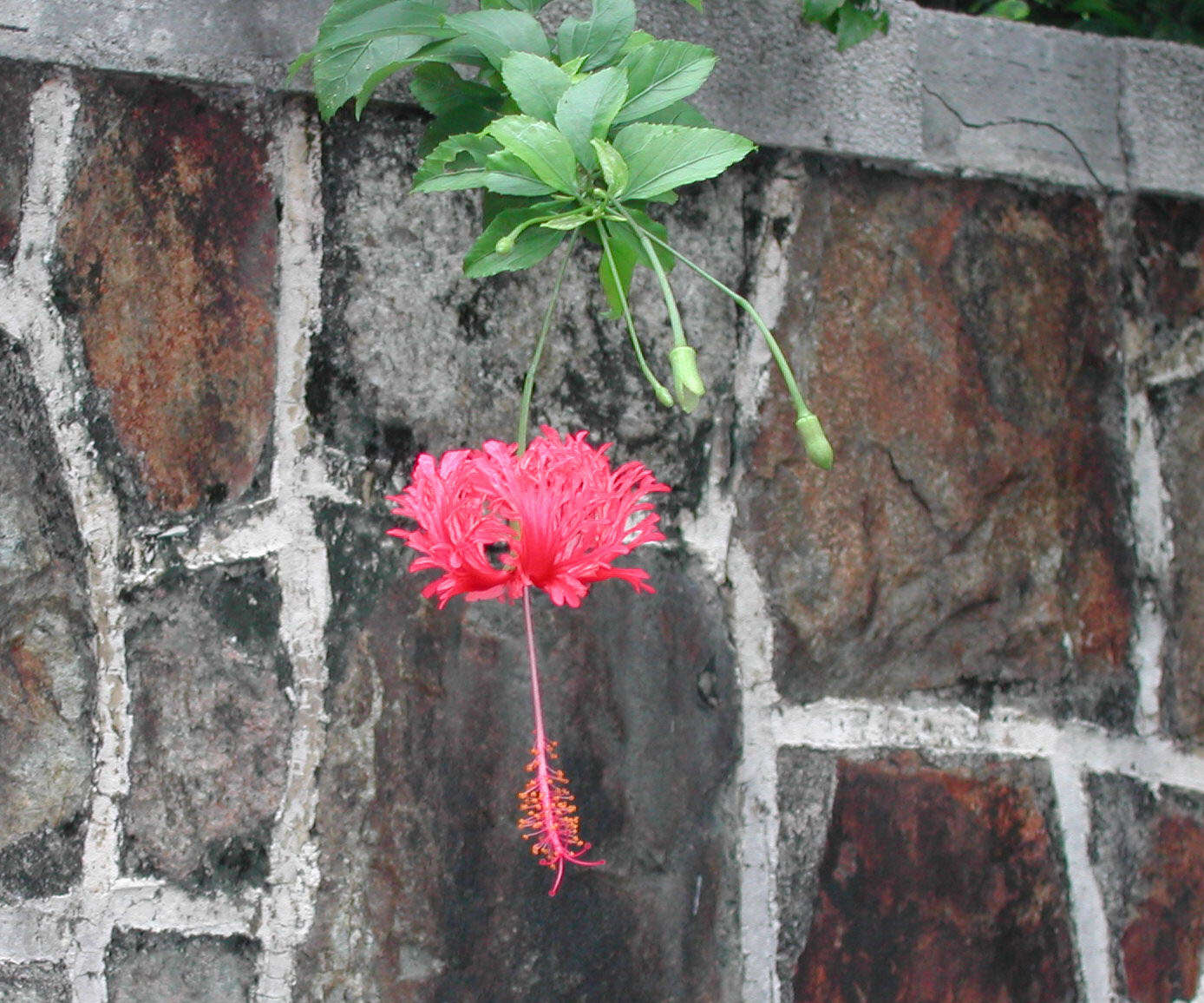 Image of fringed rosemallow