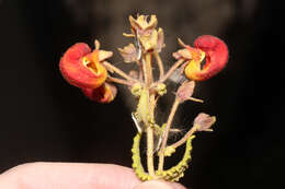 Image of Calceolaria pisacomensis Meyen ex Walp.