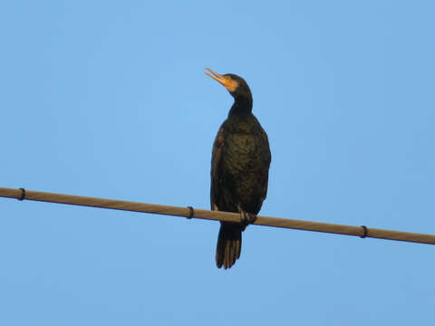 Imagem de Phalacrocorax carbo hanedae Kuroda & Nagamichi 1925