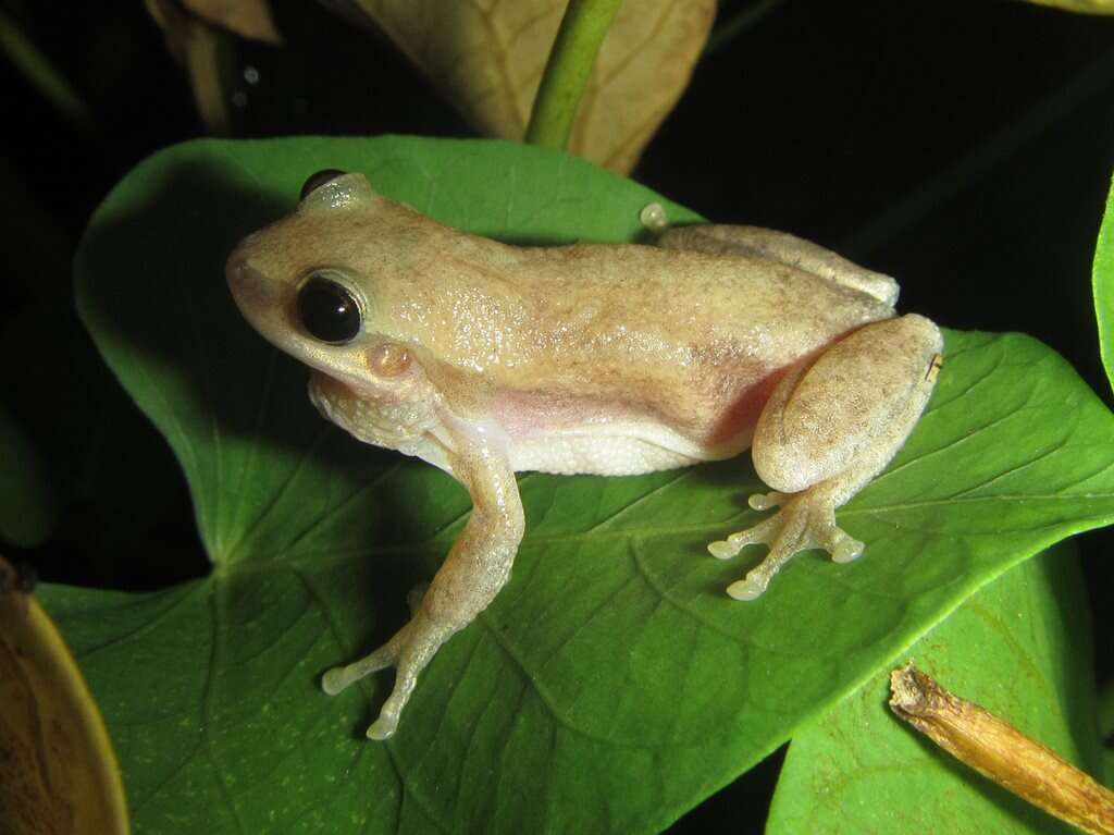 Image of Desert Tree Frog