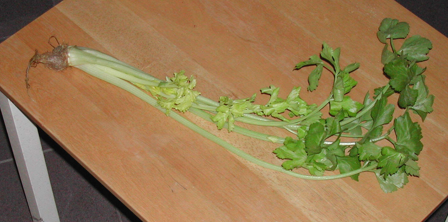 Image of Apium graveolens var. secalinum