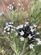 Plancia ëd Amsonia palmeri A. Gray