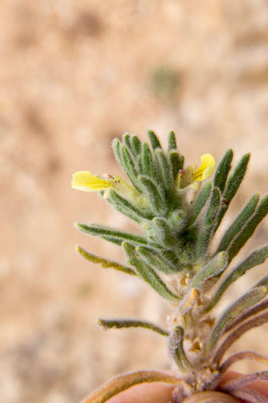 Image of Ground-pine